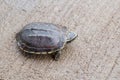 Turtle on the ground Royalty Free Stock Photo