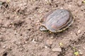 Turtle on the ground Royalty Free Stock Photo