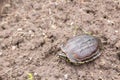 Turtle on the ground Royalty Free Stock Photo