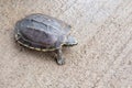 Turtle on the ground Royalty Free Stock Photo