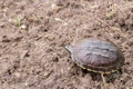 Turtle on the ground Royalty Free Stock Photo