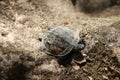 Turtle on ground Royalty Free Stock Photo