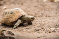 Turtle on ground in nature