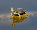 Turtle in Guadalhorce Spain