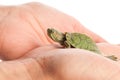 Turtle in a hand Royalty Free Stock Photo
