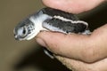 Turtle in hand. Royalty Free Stock Photo