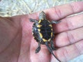 A turtle on hand, Iran, Gilan, Rasht