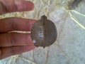 A turtle on hand, Iran, Gilan, Rasht