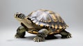 Turtle white background Royalty Free Stock Photo