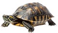 Turtle - hand made clipping path included Royalty Free Stock Photo