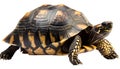 Turtle - hand made clipping path included Royalty Free Stock Photo