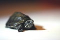 Turtle hatchling Royalty Free Stock Photo