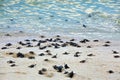 Turtle Hatchlings Royalty Free Stock Photo