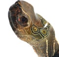 Turtle head Royalty Free Stock Photo