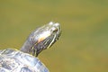 Turtle Head Royalty Free Stock Photo