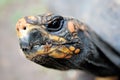 Turtle head close-up Royalty Free Stock Photo