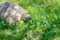 Turtle head close up on green grass background. The turtle eats grass in the garden Royalty Free Stock Photo