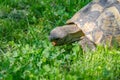 Turtle head close up with open mouth on green grass background. The turtle eats grass in the garden Royalty Free Stock Photo