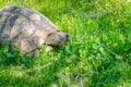 Turtle head close up with open mouth on green grass background. The turtle eats grass in the garden Royalty Free Stock Photo