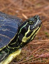 Turtle Head Close-up Portrait at Lake Seminole Park, Florida Royalty Free Stock Photo