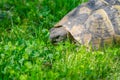 Turtle head close up. Sunlit turtle in the garden sitting on the green grass. A land turtle Royalty Free Stock Photo