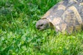 Turtle head close up. Sunlit turtle in the garden sitting on the green grass. A land turtle Royalty Free Stock Photo