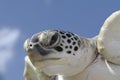 Turtle head closeup