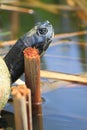 Turtle Head Royalty Free Stock Photo