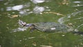 Turtle head peeking out of the water, Lerida, Spain Royalty Free Stock Photo