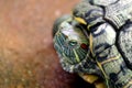 Turtle, Head turtle close up, Turtle contract in the shell Selective focus Royalty Free Stock Photo