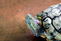 Turtle, Head turtle close up, Turtle contract in the shell Selective focus Royalty Free Stock Photo