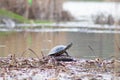 The turtle is heated on a log.