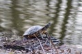 The turtle is heated on a log.