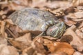 Turtle hiding