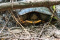 Turtle hiding in its shell in the forest