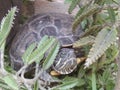 Turtle hiding