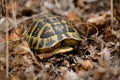 Turtle hiding in the shell against the background of fallen leaves