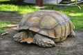 Turtle hiding in shell Royalty Free Stock Photo