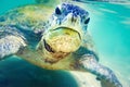 Turtle at Hikkaduwa beach