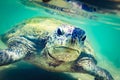 Turtle at Hikkaduwa beach