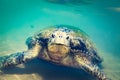 Turtle at Hikkaduwa beach