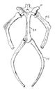 Turtle Hyoid, vintage illustration