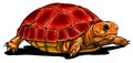 Vector Turtle icon. Cartoon illustration of turtle vector icon for web