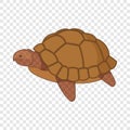 Turtle icon, cartoon style