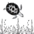 turtle illustration ocean seaweed water zoo Royalty Free Stock Photo