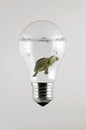 Turtle inside the Light Bulb Royalty Free Stock Photo