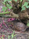 The turtle is hiding along the edge of the tree root Royalty Free Stock Photo