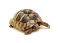 Turtle isolated