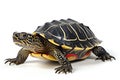 Turtle isolated on a white background,  close-up of a turtle Royalty Free Stock Photo