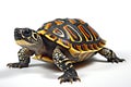 Turtle isolated on white background,  close-up of a turtle Royalty Free Stock Photo